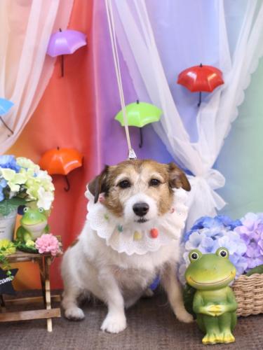 20230627こはるちゃん